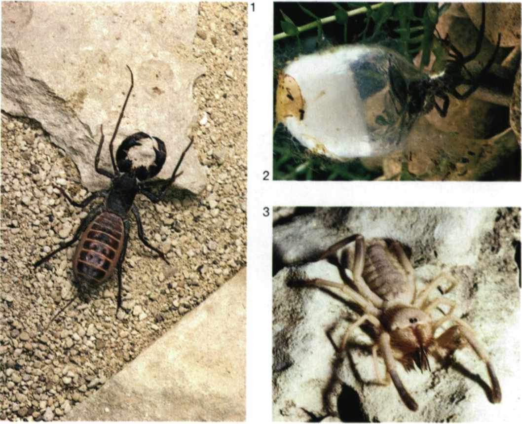 Αράχνη, Araneus Εκδοτική Αθηνών Α.Ε.